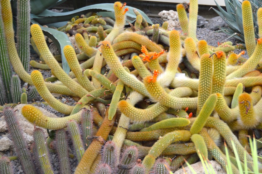 a world of varieties.